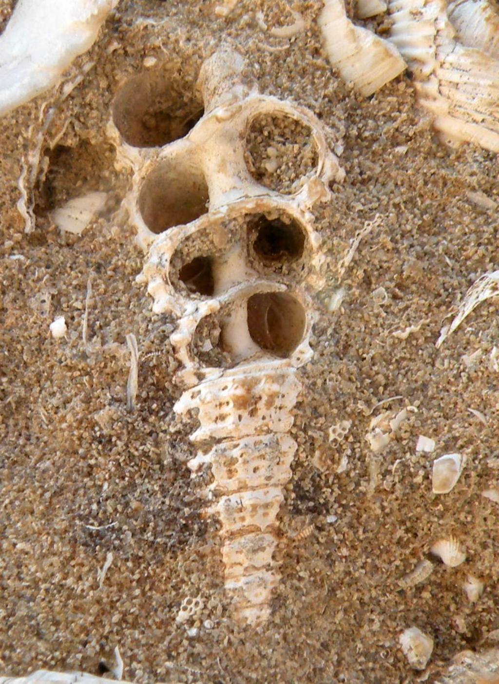 Fossili antichi